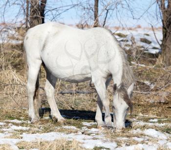 white horse on nature in winter