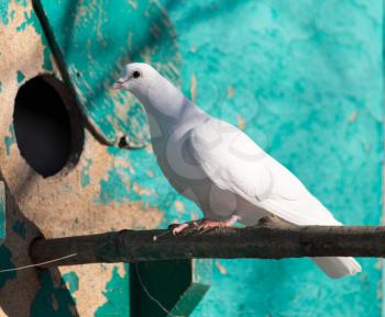 white dove in nature