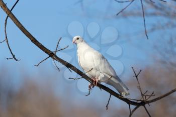white dove on the tree in nature