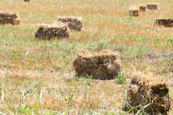 bundle of hay on the field