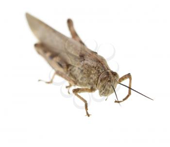 grasshopper on a white background