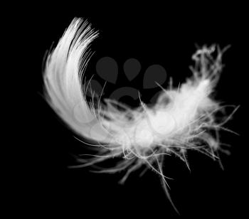 white feather on a black background