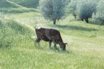 cow on the pasture