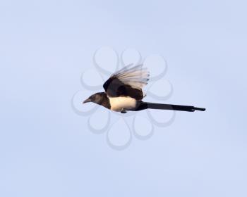 bird in flight against the sky
