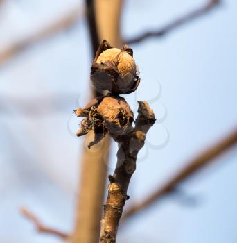 walnut on the tree in autumn