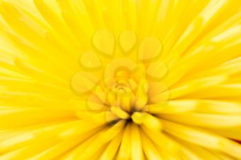 Yellow flower as a background