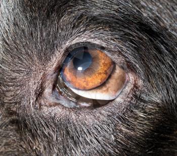 Brown eyes in black dogs. macro
