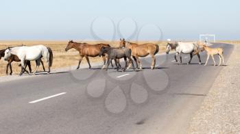 horse crossing the road