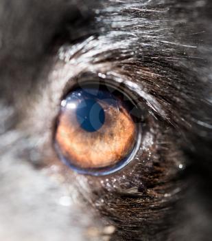 Eye dog. close-up