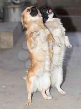 dog standing on his hind legs