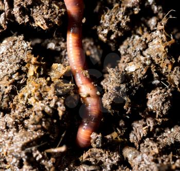 red worm manure. macro