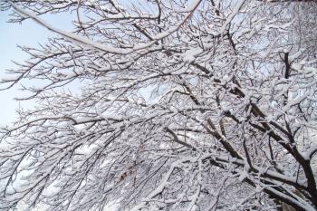 snow on the branches of a tree