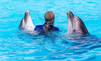 trainer with two dolphins in a pool