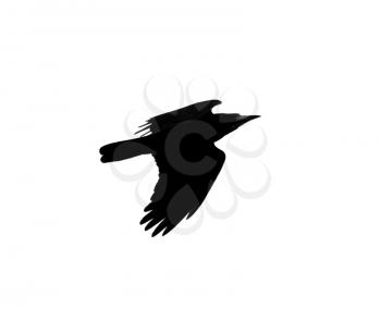 silhouette of a black crow on a white background