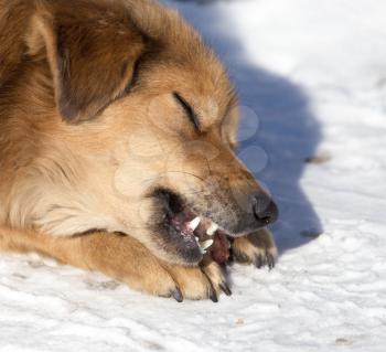 dog eats snow