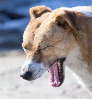 dog yawns on the nature
