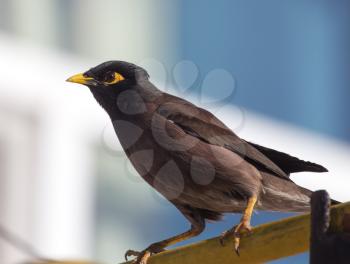 Indian starling in the city