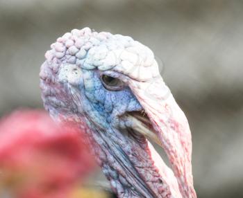 portrait turkey