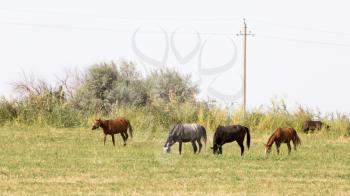 four horses on a pasture in nature