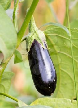eggplant in the garden