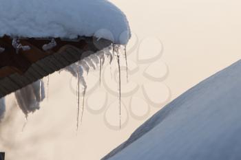 icicles on the nature of the morning
