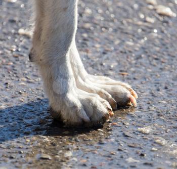 Dog paws on the ground