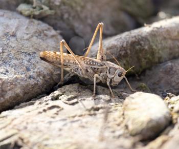 Grasshopper in the rocks. macro