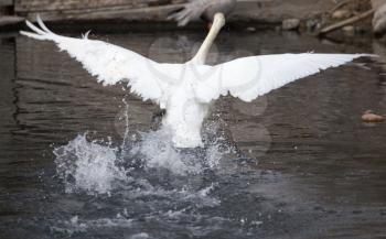 white swan flies in the lake