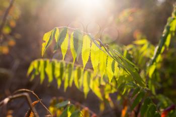 branch plants with green leaves at sunset