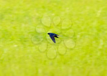 Swallow in flight on a background of green grass