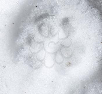 trace of the dog in the snow as a background