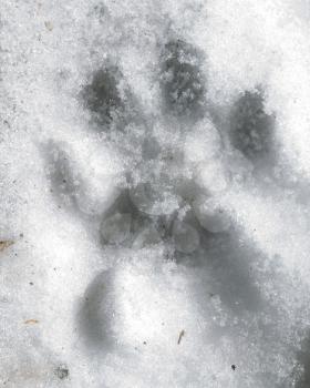 trace of the dog in the snow as a background