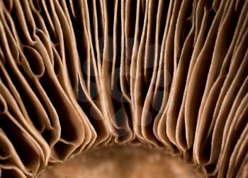 cap mushroom as a background