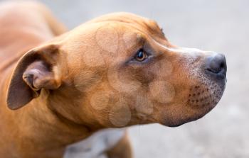 portrait of a pit bull dog