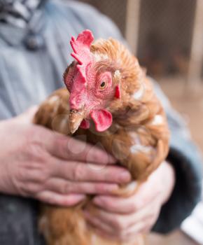 Portrait of a chicken farm