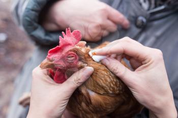 vet treats a chicken farm