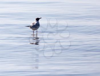 Gull on the lake in nature