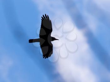 Crow on a background of blue sky through the trees