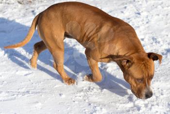 pit bull dog in snow