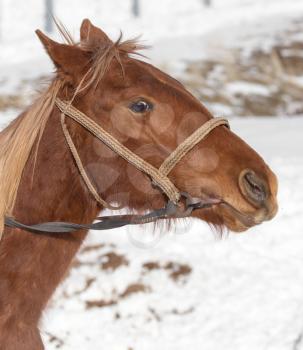 Portrait of a horse on nature in winter