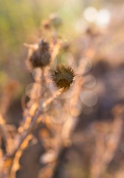 Dry prickly plant at sunset
