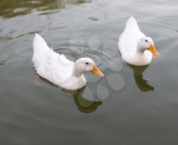 ducks in a pond in nature