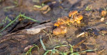yellow mushrooms in nature