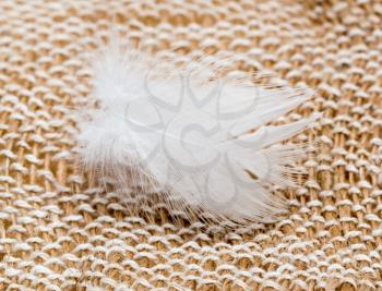 white feather on fabric