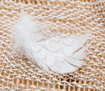 white feather on fabric