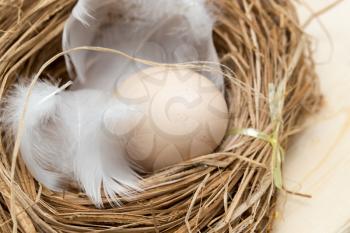 chicken eggs in a nest with feather
