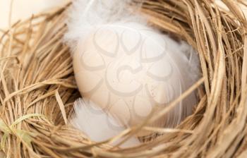chicken eggs in a nest with feather