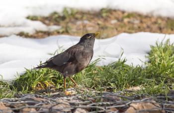 Starling on the ground in winter