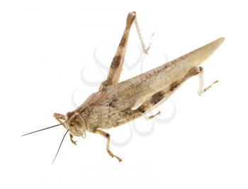 grasshopper on a white background