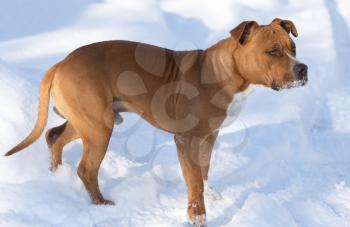 pit bull dog in snow